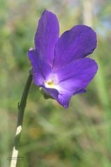 Viola bubanii