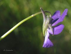 Viola bubanii