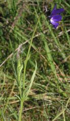 Viola bubanii