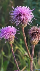 Liatris ligulistylis