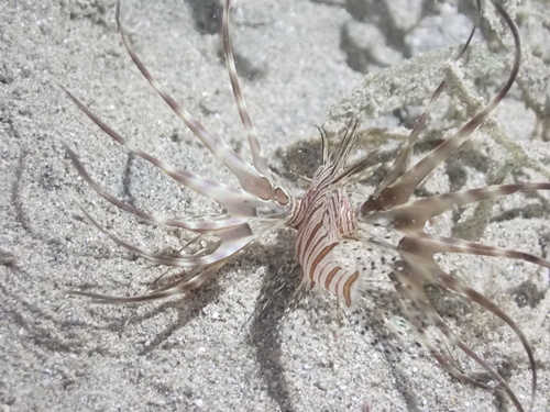 Lionfish
