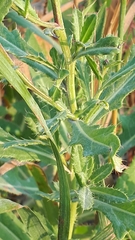 Liatris ligulistylis