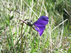Viola bubanii