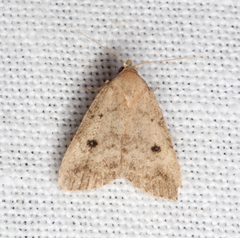 Tolpiodes oligolasia