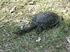 Chelodina expansa