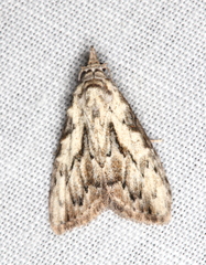 Nola pleurochorda