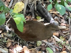 Gallirallus sylvestris