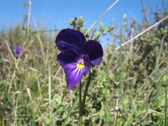 Viola bubanii