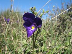 Viola bubanii
