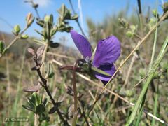 Viola bubanii