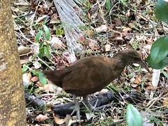 Gallirallus sylvestris