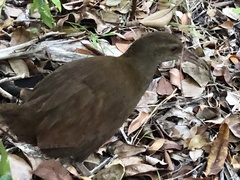 Gallirallus sylvestris