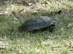 Chelodina expansa