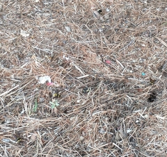 Bombus pensylvanicus