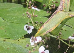 Eristalis oestracea