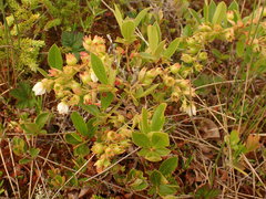 Dwarf Blueberry (Gaylussacia bigeloviana)