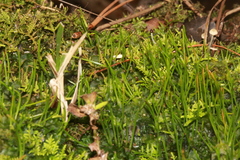Anthoceros