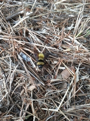 Bombus pensylvanicus