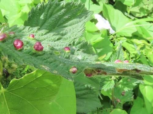 Nettle Pouch Gall Midge, 9717 BB Groningen, Netherlands, photo 10 of 10