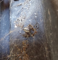 Latrodectus geometricus