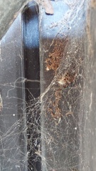 Latrodectus geometricus