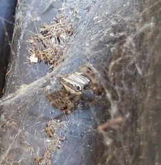 Latrodectus geometricus