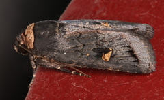 Proteuxoa cinereicollis