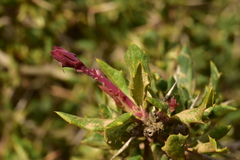 Berberis chilensis