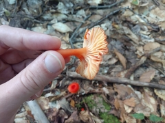 Hygrocybe