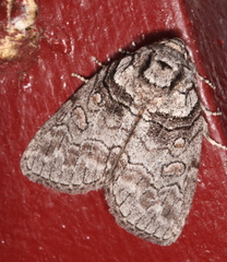 Discophlebia celaena