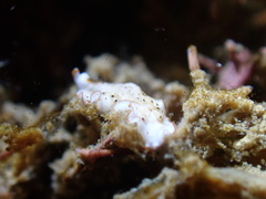 Bulaceros porcellanus