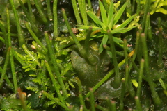 Anthoceros
