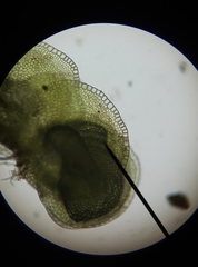 Solenostoma gracillimum