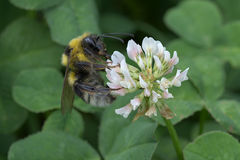 Bombus