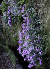 Pericallis aurita image