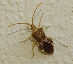 Cletoliturus lituripennis
