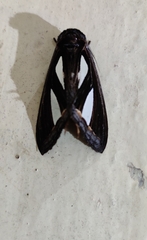 Tarsolepis rufobrunnea