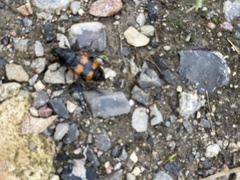 Nicrophorus investigator