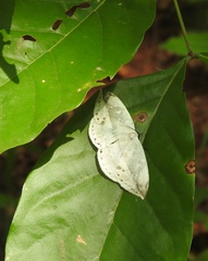 Cyclidia substigmaria