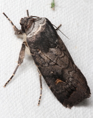 Proteuxoa restituta
