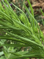Liatris spicata