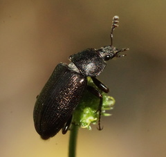 Lucaninae