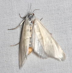 Scirpophaga