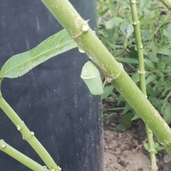 Danaus gilippus