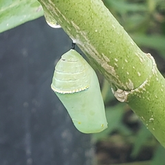 Danaus gilippus