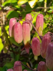 Kalanchoe pinnata
