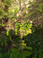 Kalanchoe pinnata