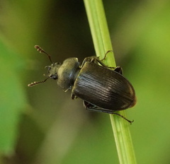 Lucaninae