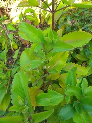 Kalanchoe pinnata
