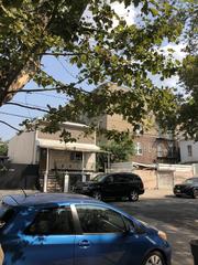 Platanus occidentalis